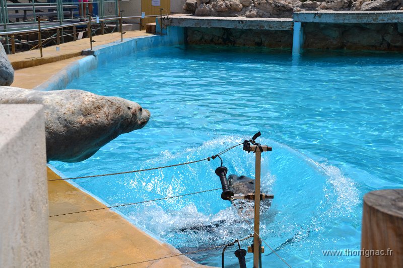 Marineland aout 2014 71.JPG - Marineland - Parc d'attractions aquatiques - Antibes - Août 2014